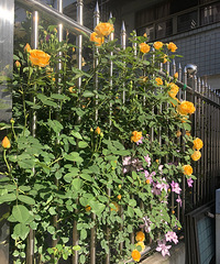 86���й����ϰ�������أ�ҵ��ϲ������