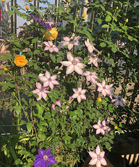 86���й����ϰ�������أ�ҵ��ϲ������