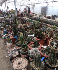 רҵ����������۰�װ