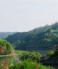 偶遇的石壁滩林风景