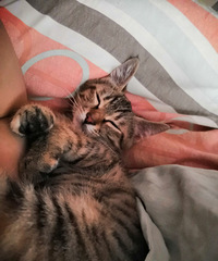 难道余生只有猫猫草草的陪伴吗?