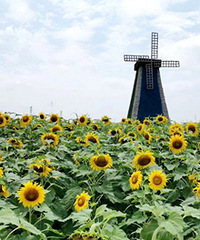 ���������wanghong�򿨵�