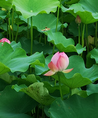 ̨��������Կ��ɻ���̨�ݿ��Կ��ɻ��ĵط��������