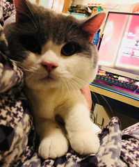 �г�ת��һֻ����Ӣ������