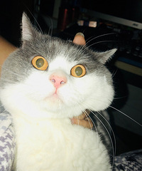 �г�ת��һֻ����Ӣ������