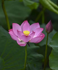 ̨��������Կ��ɻ���̨���ͺ�ʤ�ض������