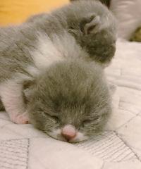 家养英短蓝猫出售