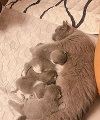 ����Ӣ������