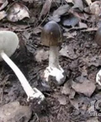 一碗汤放倒全家6口人,生死未卜!