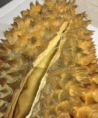 ����Ҳ���������������ҽ���������