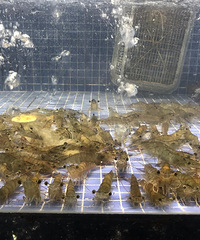 ���ʻ�����ģ��Ź����Ż�