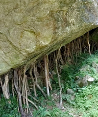 Ϊʲô��С��֦������Щ��ʯͷ