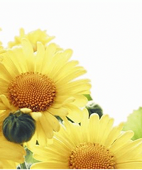 ��̨�����￴���տ�����һ�����տ�֮Լ