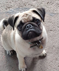 Ѱ���Ҽҵ�С�͸�