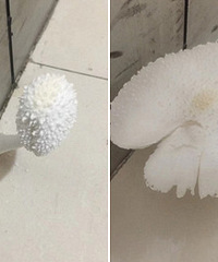 ̫��ʪ�ˣ����ڶ���Ģ����