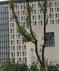 ����ҽԺ��ͣ�����㣬ҽ��Ƣ����