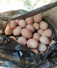 ��ô�ȣ��ܳ�̶ˮ��������򵰣���ֻ��