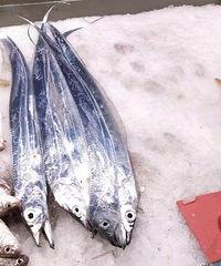 ���۸��᡿һ����������һ�ٶ��Ǯ������