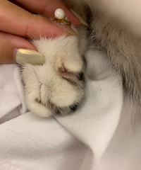 送猫去店里洗澡,猫把店主绕伤了,猫没洗干净,店主说我们白眼狼
