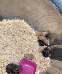 ��������С����  �������