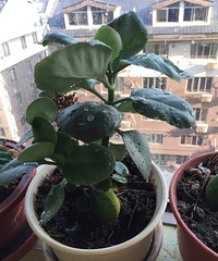 һƬҶ�Ӿ��ܳ����裬�ÿ��ֺ����Ķ���