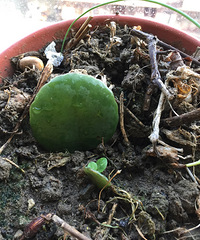 һƬҶ�Ӿ��ܳ����裬�ÿ��ֺ����Ķ���