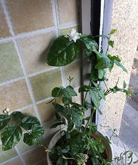 9.9Ԫһ�ŵ����򻨣��������������ڳ�