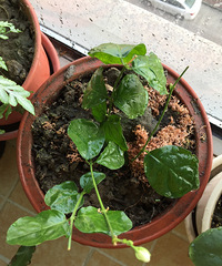 9.9Ԫһ�ŵ����򻨣��������������ڳ�