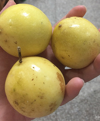 �����гԲ�����ˮ���������һ���Էָ����װ�����ܷ���