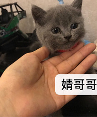 英国短毛猫