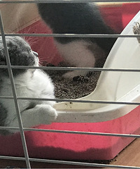 英国短毛猫