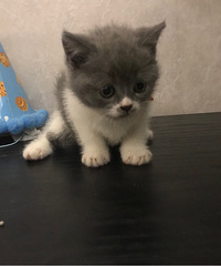 ����Сè��΢��13806591564