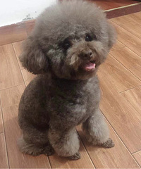 �ٺ��˽�̩����������