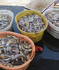 ��䣬����10��һ�ˮ��8Ԫһ��