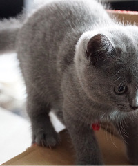 小可爱英国短毛猫出售,妹妹弟弟都有