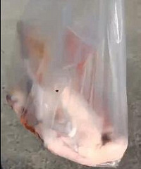 ����Ϧ���˵�����̫���࣬��ֻ��Ѽ��һ��~