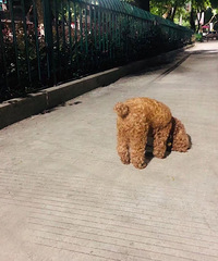 寻狗启示