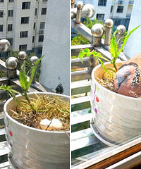 ��ռ�ҵĻ��裬�����ŷ�С��