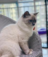 ���ﰡ���ұ�����������