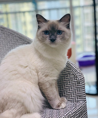 ���ﰡ���ұ�����������