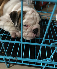 ����������Ӣ����ţȮ����������