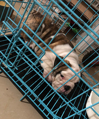 ����Ӣ����ţȮ����Ҫ��������۳�