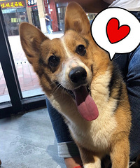 С������ĸ�»�1500