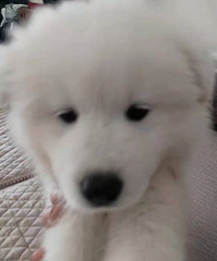台州路桥卖萨摩耶幼犬,3个月左右,客户送儿子的礼物,便宜卖
