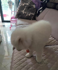 台州路桥卖萨摩耶幼犬,3个月左右,客户送儿子的礼物,便宜卖