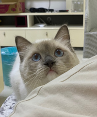 ��������Ҳ��С�ɰ�ѽ��