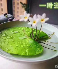 正值花期一叶莲喜欢的有么(?ω?)