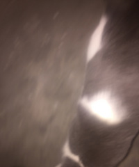 ��˭��è����