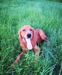 �����ͽ�ë