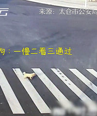 男子没走斑马线被撞飞,旁边的这条狗亮了!